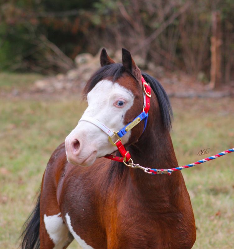 Ozark Mini Personal Nylon Halter with Brass Tags