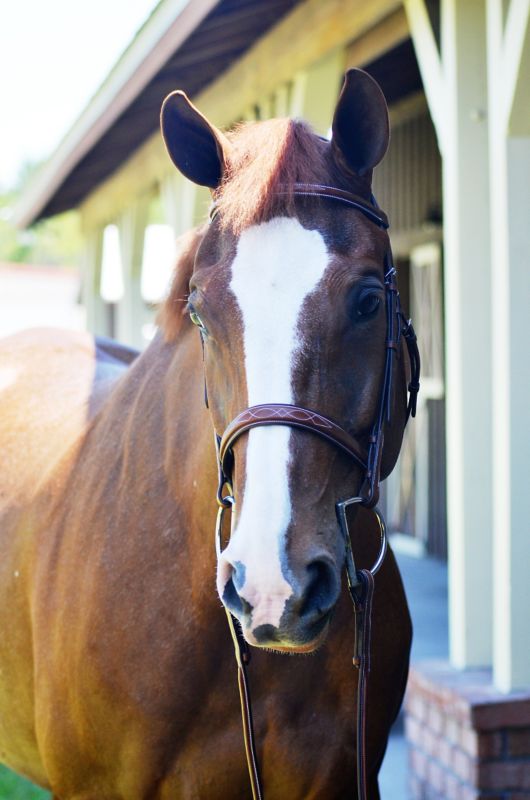 Huntley Sedgwick Fancy Stitch Bridle