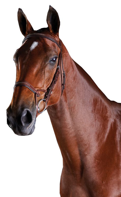 Collegiate ComFiTec Fancy Stitch Bridle – Tech Comfort