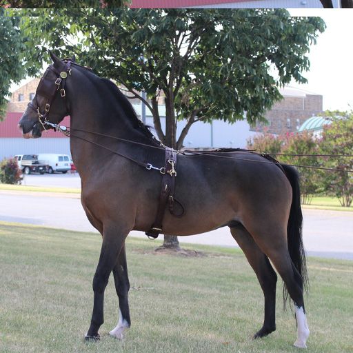 Ozark Kildow Mini/Pony Breaking Driving Harness – Safe & Durable