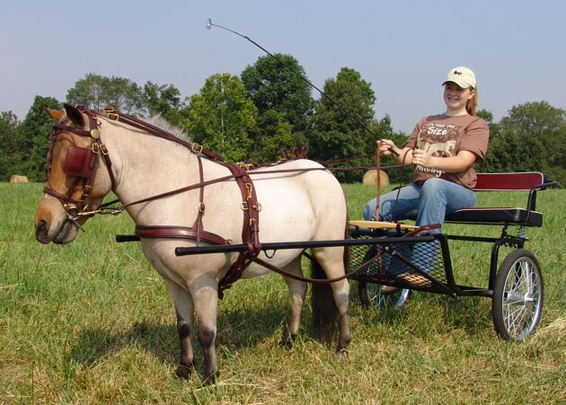 Ozark Kildow Mini/Pony Breaking Driving Harness – Safe & Durable