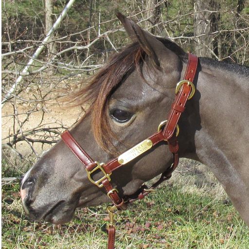 Ozark Mini Leather Halter w/Brass Tag