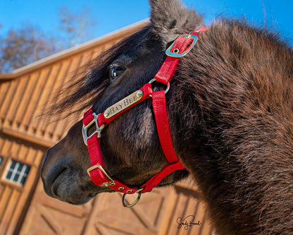 Ozark Mini Personal Nylon Halter with Brass Tags