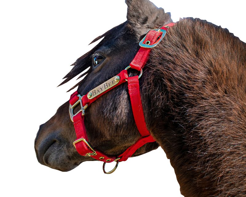 Ozark Mini Personal Nylon Halter with Brass Tags