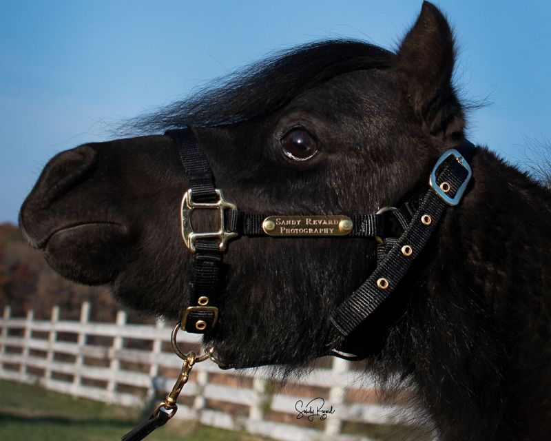 Ozark Mini Personal Nylon Halter with Brass Tags