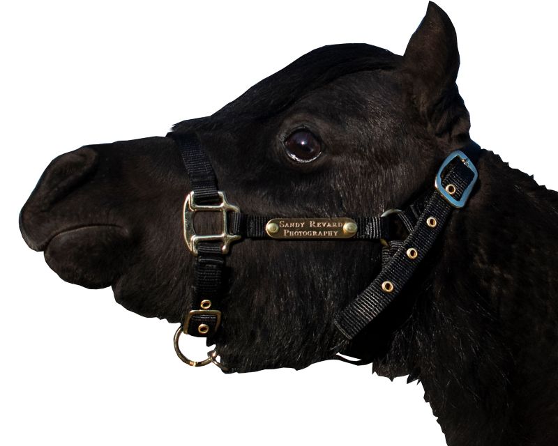 Ozark Mini Personal Nylon Halter with Brass Tags