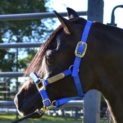 Ozark Mini Personal Nylon Halter with Brass Tags