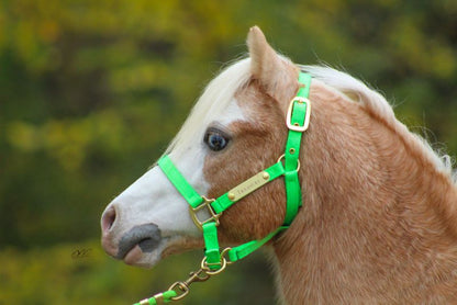 Ozark Mini Personal Nylon Halter with Brass Tags