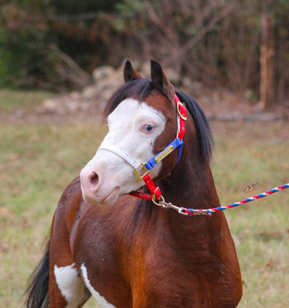 Ozark Mini Personal Nylon Halter with Brass Tags