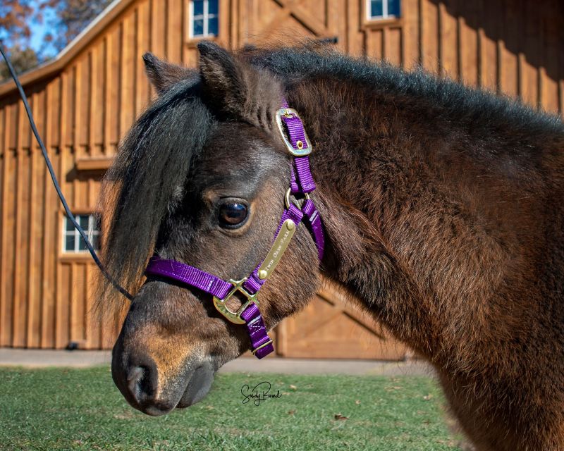 Ozark Mini Personal Nylon Halter with Brass Tags