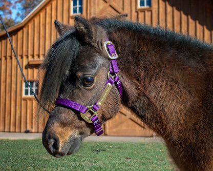 Ozark Mini Personal Nylon Halter with Brass Tags