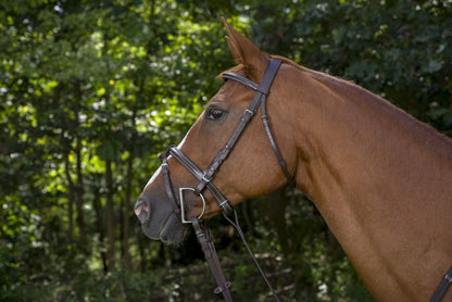 DaVinci Raised Event/Dressage Combo Bridle